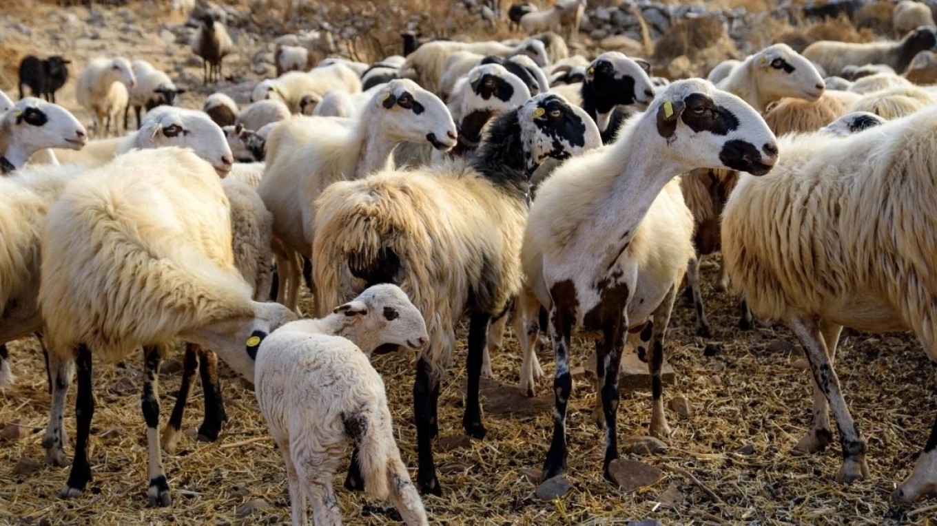 Η Ελλάδα και επίσημα απαλλαγμένη χώρα από την πανώλη